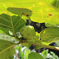 Premium Organic Noni